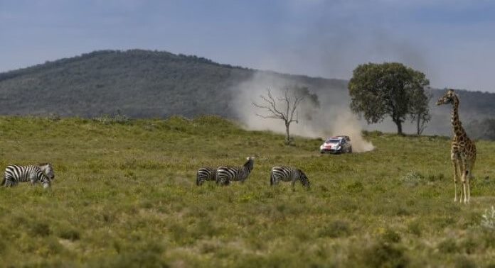 WRC, Safari